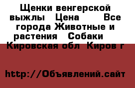 Щенки венгерской выжлы › Цена ­ 1 - Все города Животные и растения » Собаки   . Кировская обл.,Киров г.